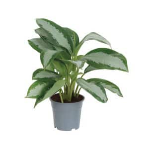 Aglaonema ‘Pattaya Beauty’