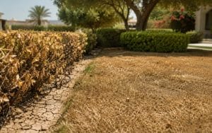 Lush, thriving Dubai villa garden representing expert summer landscaping care by Plantscapes