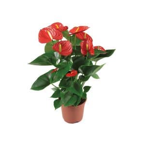 Anthurium Andraeanum Mix