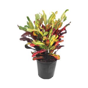 Codiaeum Variegated