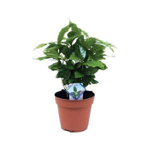 Coffea Arabica Coffee Plant