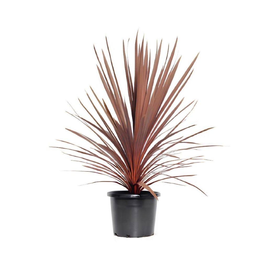 Cordyline Australis ‘Red Star’