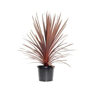 Cordyline Australis ‘Red Star’