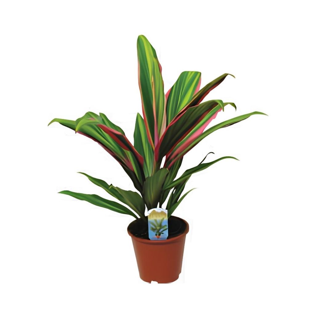 Cordyline Fruticosa ‘Kiwi’