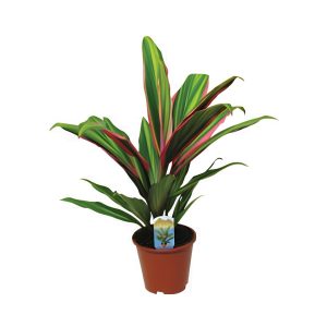 Cordyline Fruticosa ‘Kiwi’