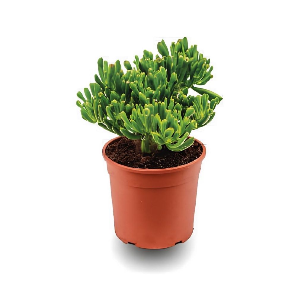 Crassula Ovata ‘Gollum’ – Shrek’s Ears