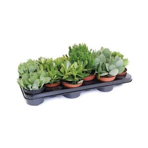 Crassula Mix