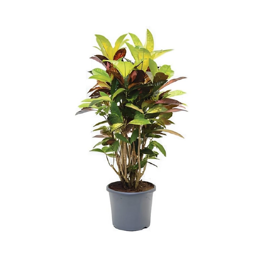 Codiaeum Variegated Mrs Iceton
