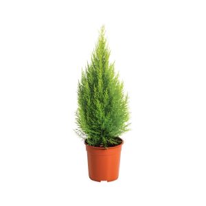 Cupressus Mac. ‘Goldcrest Wil’