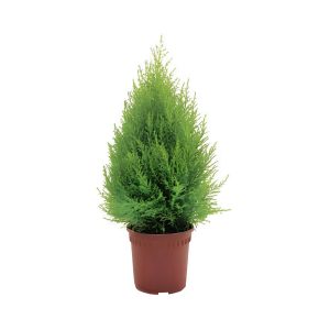 Cupressus Macro Golcrest Wilma