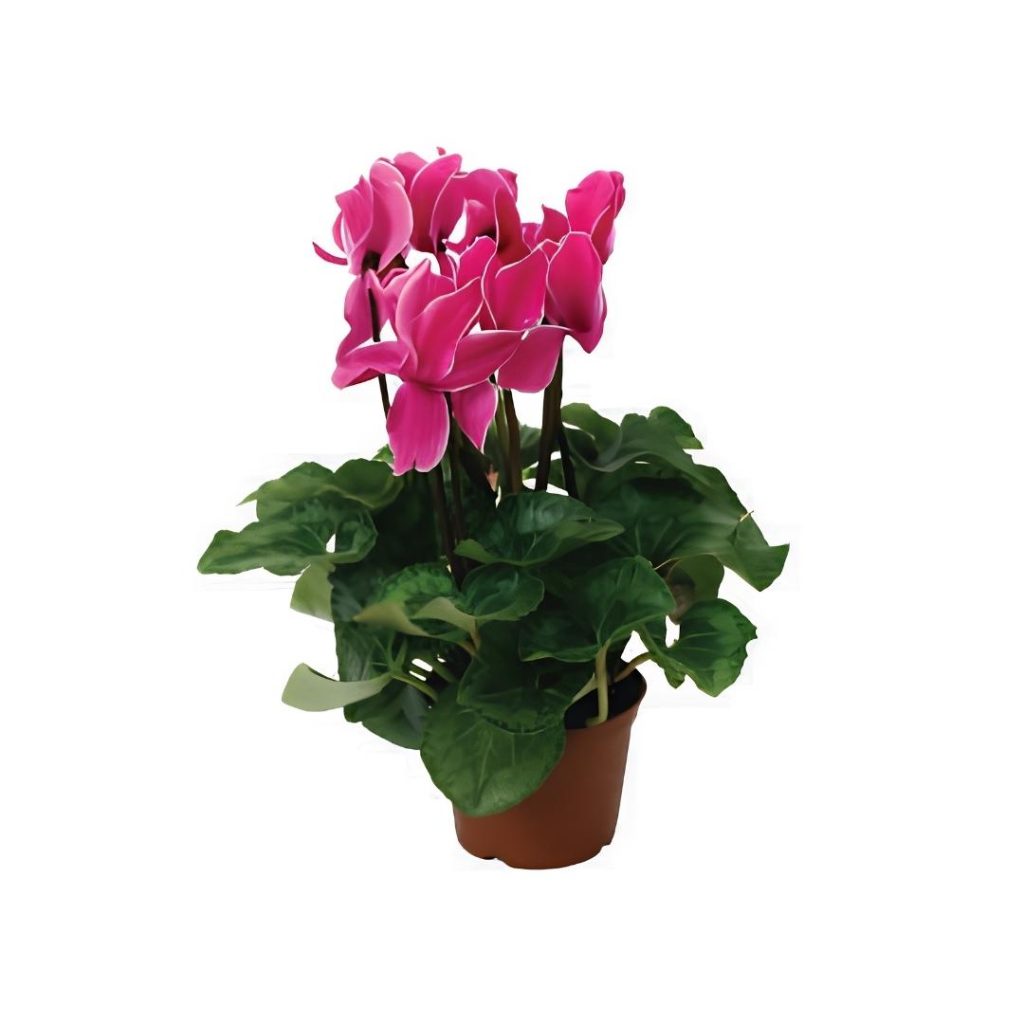 Cyclamen Persicum
