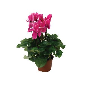 Cyclamen Persicum
