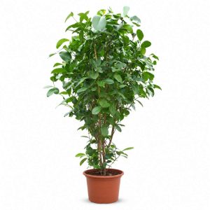 Clusia Rosea