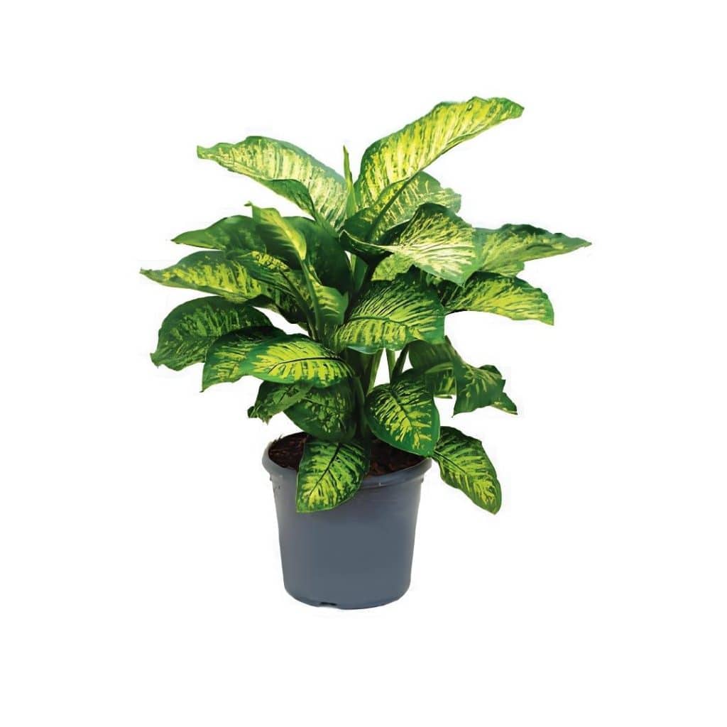 Dieffenbachia ‘Maroba’