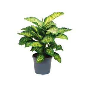 Dieffenbachia ‘Maroba’