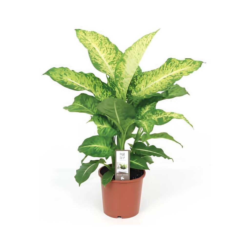 Dieffenbachia “Mars”