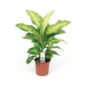 Dieffenbachia “Mars”