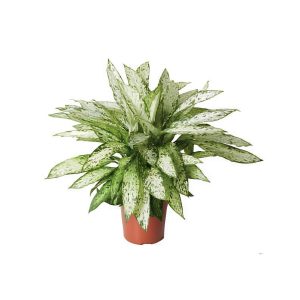Dieffenbachia Vesuvius