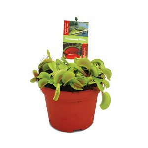 Dionaea Muscipula