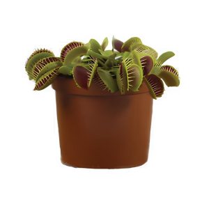 Dionaea Muscipula