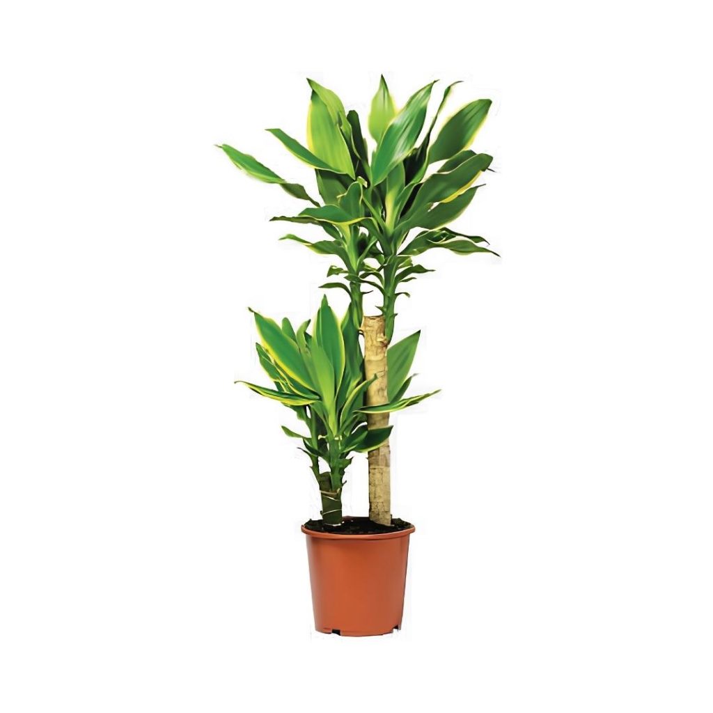 Dracaena Fragrans Gold Coast (2ppp)