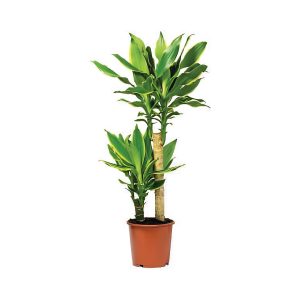 Dracaena Fragrans Gold Coast (2ppp)