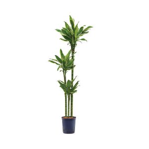 Dracaena Fragrans Gold Coast (3ppp)