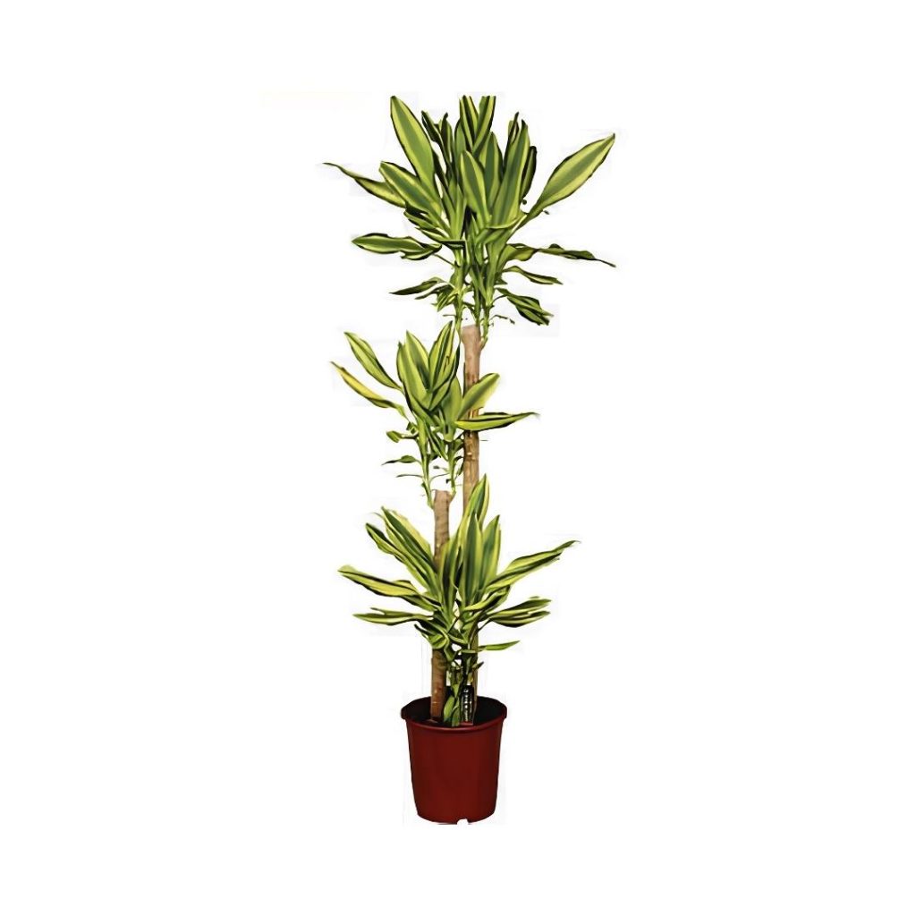 Dracaena Fragrans Yellow Coast (3ppp)