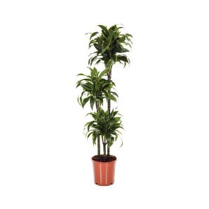 Dracaena Fragrans Dorado (3ppp)