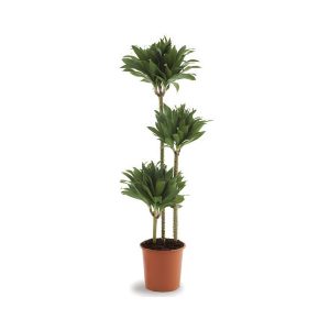 Dracaena Fragrans Compacta (3ppp)