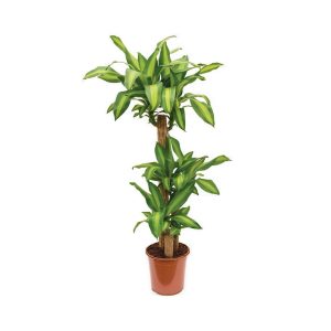 Dracaena Massangeana (3ppp)