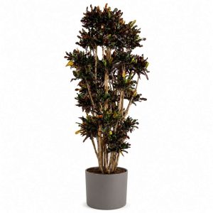 Codiaeum Mammi (Croton)