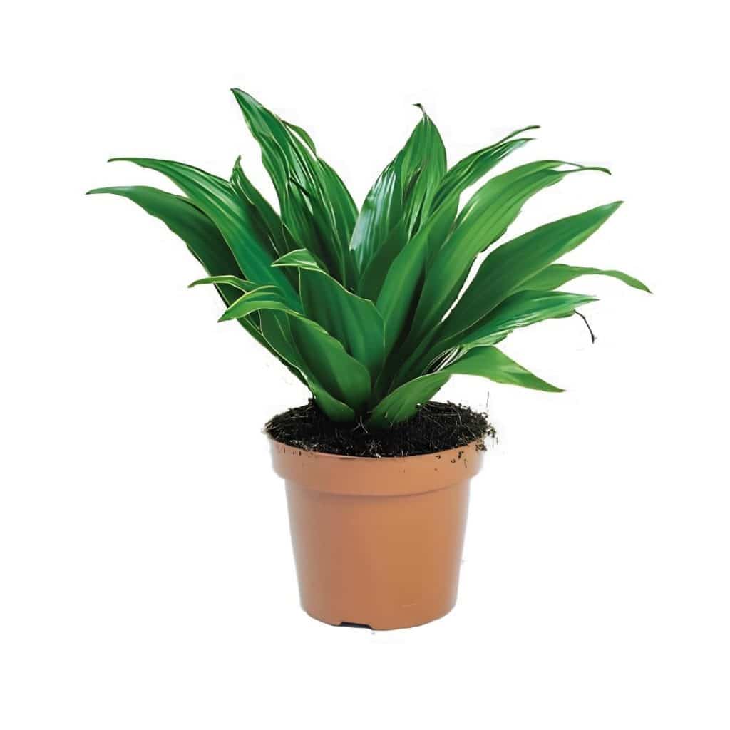 Dracaena Fragrans ‘Compacta’