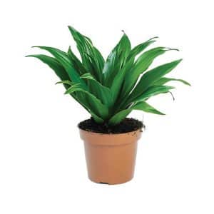 Dracaena Fragrans ‘Compacta’