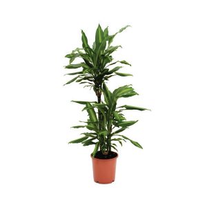 Dracaena Fragrans Cintho (3ppp)