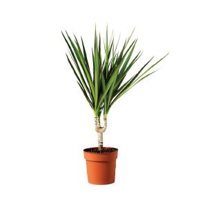 Dracaena Massangeana (1ppp)