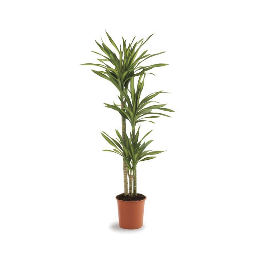 Dracaena Fragrans Riki