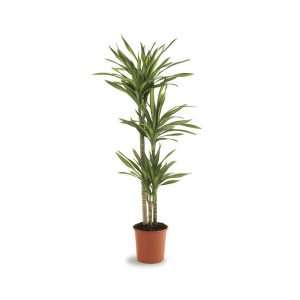 Dracaena Fragrans Riki