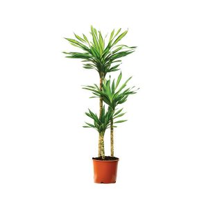 Dracaena Fragrans Riki