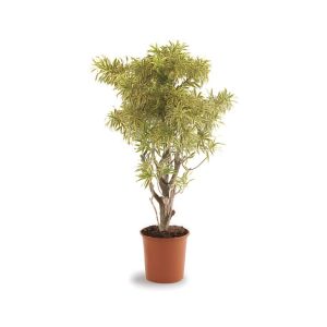 Dracaena Reflexa ‘Song of India’