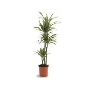 Dracaena Fragrans Warneckii (3ppp)