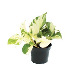 Epipremnum Aureum ‘Happy Leaf’