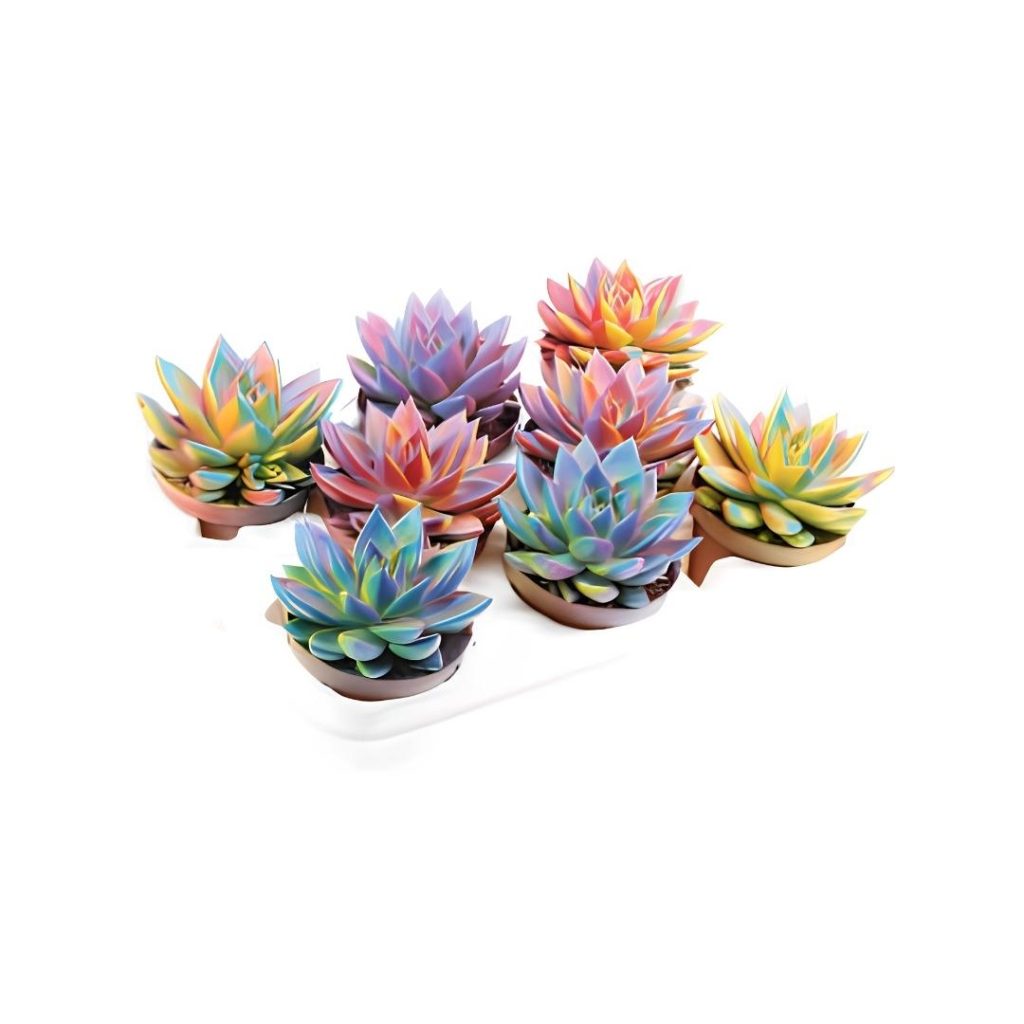 Echeveria Color Mix