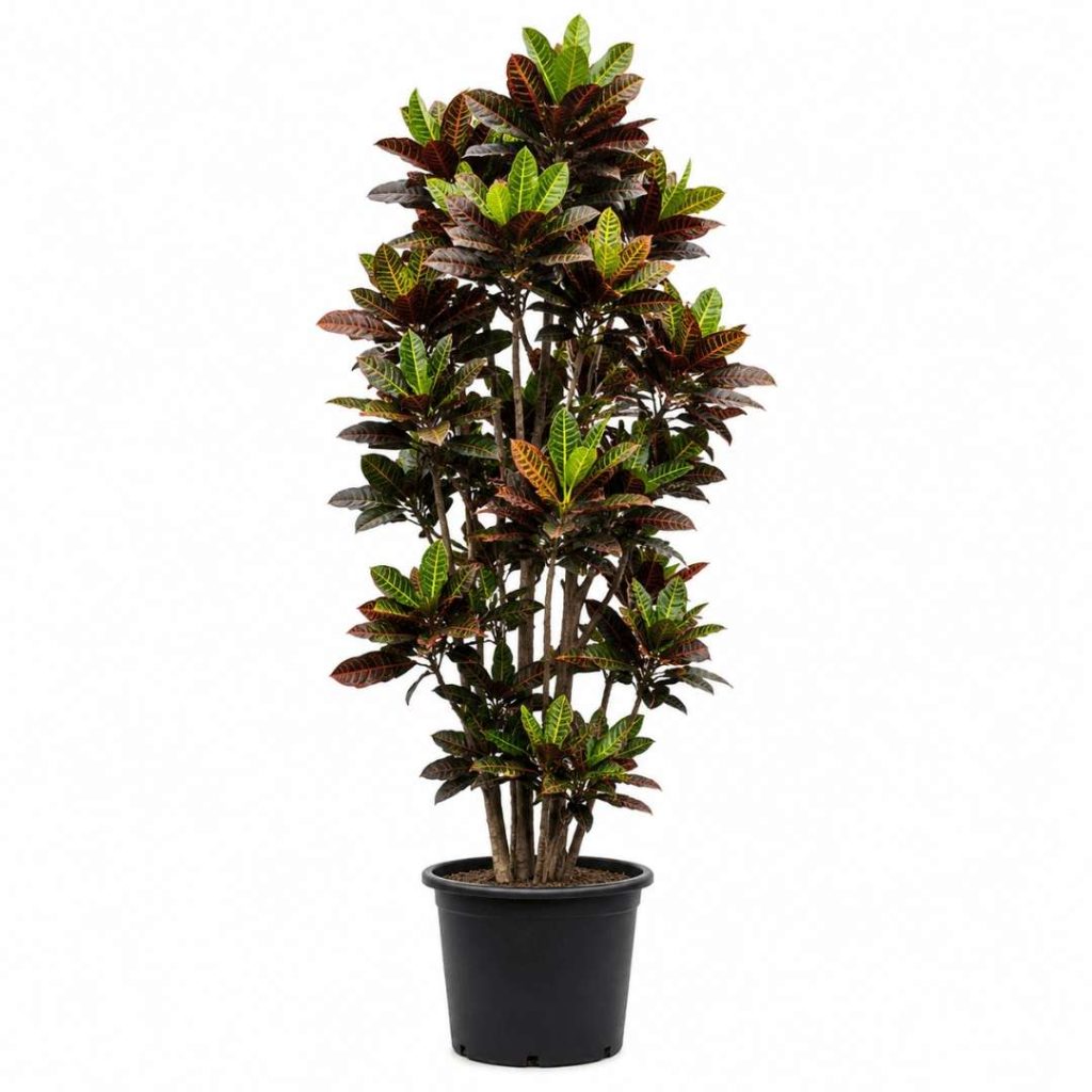 Codiaeum Petra