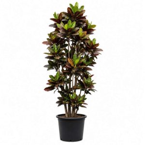 Codiaeum Petra