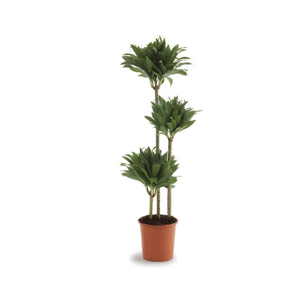 Dracaena Fragrans ‘Compacta’ (3ppp)