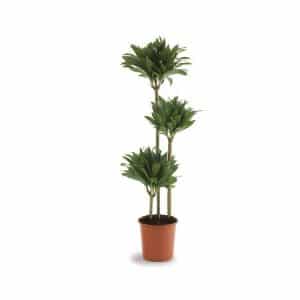 Dracaena Fragrans ‘Compacta’ (3ppp)