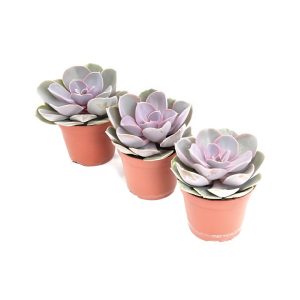 Echeveria Perle Von Nurnberg