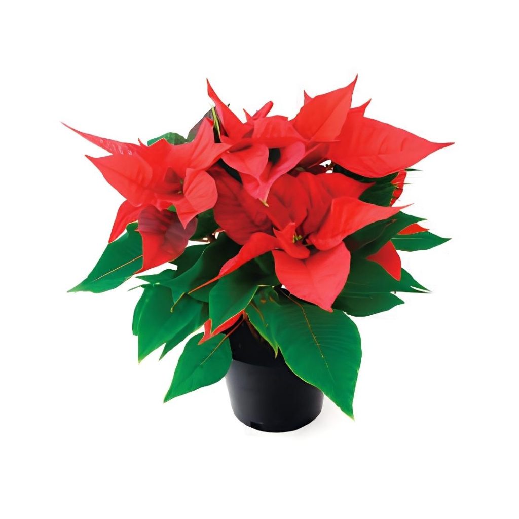 Euphorbia Pulcherrima Mix