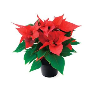 Euphorbia Pulcherrima Mix